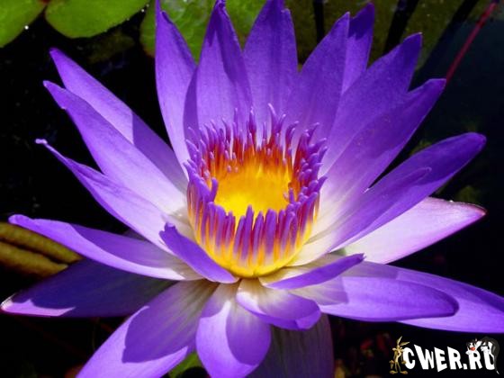 Water Lilies Wallpapers