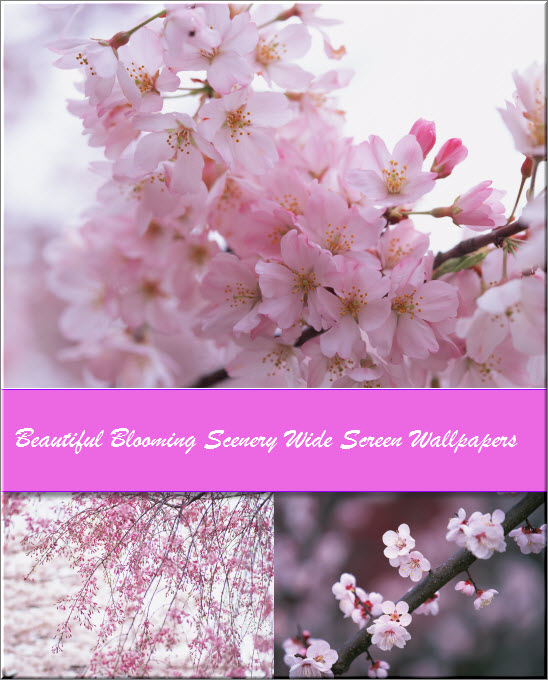 Beautiful Blooming Scenery Wide Screen Wallpapers