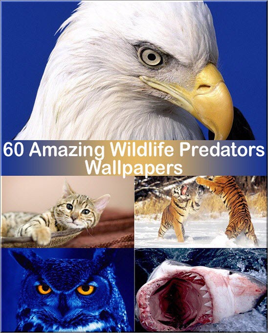 Amazing Wildlife Predators Wallpapers Pack
