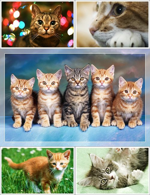 Wallpapers - Funny Cats Pack