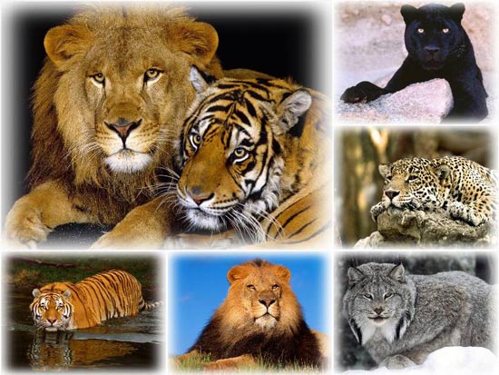 Beautiful Wild Cats Wallpapers