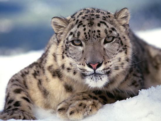 Beautiful Wild Cats Wallpapers