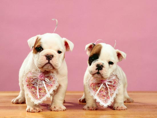 Cute Dogs Wallpapers