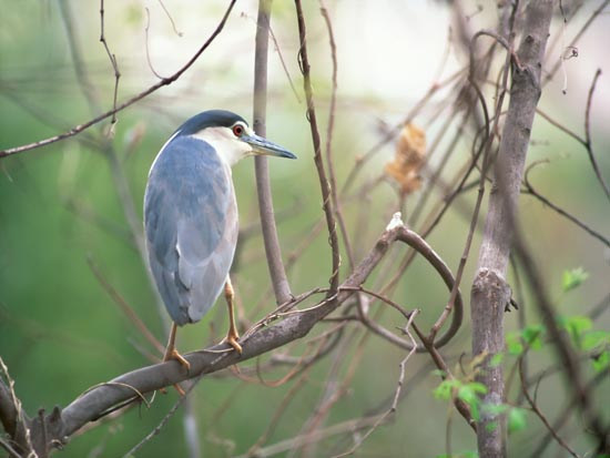 Amazing Birds Wallpapers