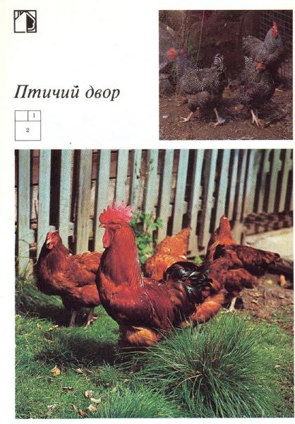 Л. Исаченко. Ваш приусадебный участок. Птичий двор