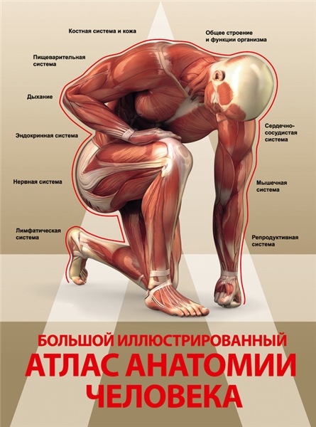 Анна Спектор. Большой иллюстрированный атлас анатомии человека