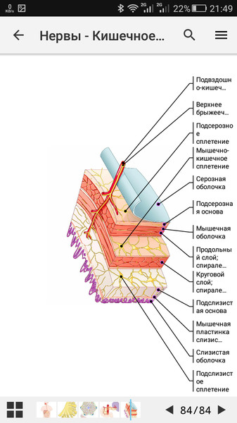 e-Anatomy7