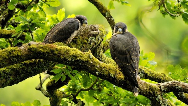 New Mixed HD Wallpapers Pack 195