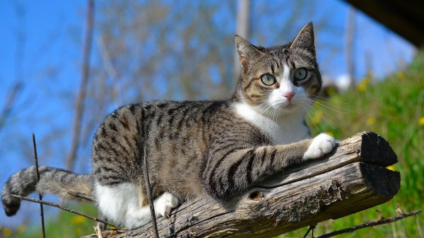 Best Mixed Wallpapers Pack #445-446