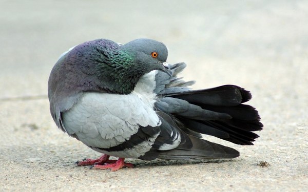 New Mixed HD Wallpapers Pack 225